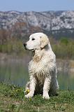 GOLDEN RETRIEVER 906